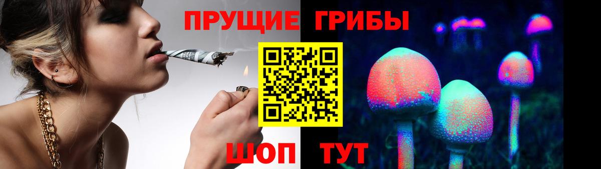 Ачхой-Мартан  Псилоцибиновые грибы Psilocybe  Вход с VPN 